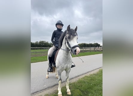 Kuc walijski sekcji A, Wałach, 6 lat, 119 cm, Siwa