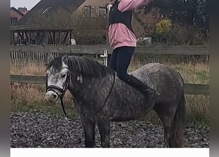 Kuc walijski sekcji A, Wałach, 6 lat, 123 cm, Siwa jabłkowita