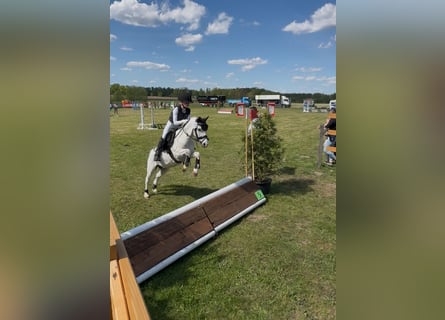 Kuc walijski sekcji A, Wałach, 7 lat, 112 cm, Siwa