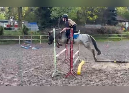 Kuc walijski sekcji A, Wałach, 7 lat, 125 cm, Tarantowata