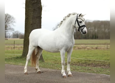 Kuc walijski sekcji A, Wałach, 3 lat, 117 cm, Siwa