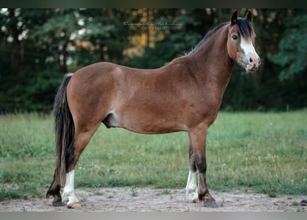 Kuc walijski sekcji A, Wałach, 3 lat, 125 cm, Gniada