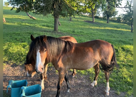 Kuc walijski sekcji A, Wałach, 3 lat, 125 cm, Gniada