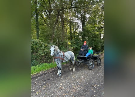 Kuc walijski sekcji A, Wałach, 3 lat, 125 cm, Siwa jabłkowita