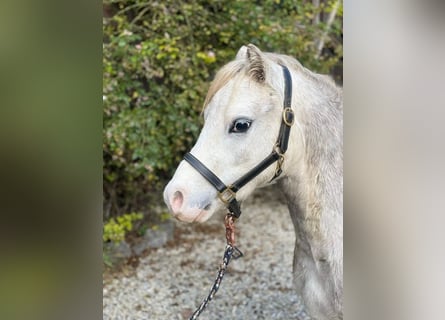 Kuc walijski sekcji A, Wałach, 6 lat, 123 cm, Siwa