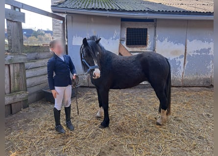 Kuc walijski sekcji B, Klacz, 4 lat, 131 cm, Kara