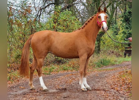 Kuc walijski sekcji B, Klacz, 4 lat, 138 cm, Kasztanowata