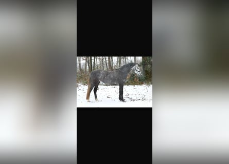 Kuc walijski sekcji B, Klacz, 5 lat, 135 cm, Siwa