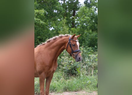 Kuc walijski sekcji B, Klacz, 6 lat, 133 cm, Kasztanowata