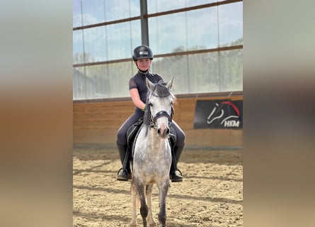 Kuc walijski sekcji B, Klacz, 7 lat, 132 cm, Siwa