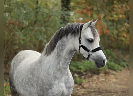 Kuc walijski sekcji B, Klacz, 8 lat, 134 cm, Siwa