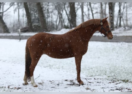 Kuc walijski sekcji B, Klacz, 9 lat, 136 cm