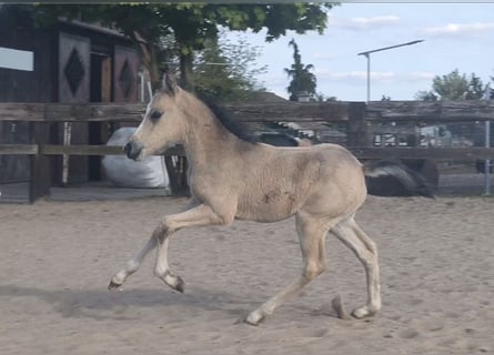 Kuc walijski sekcji B, Klacz, , Jelenia