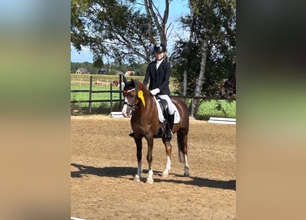 Kuc walijski sekcji B, Wałach, 11 lat, 137 cm, Ciemnokasztanowata