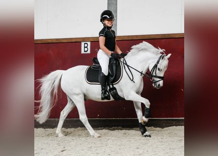 Kuc walijski sekcji B Mix, Wałach, 16 lat, 124 cm, Siwa