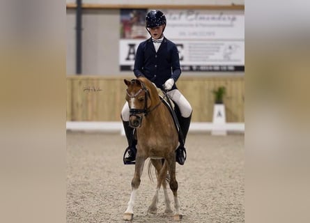 Kuc walijski sekcji B, Wałach, 17 lat, 130 cm, Kasztanowata