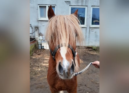 Kuc walijski sekcji B, Wałach, 4 lat, 130 cm, Kasztanowata