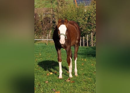 Kuc walijski sekcji B, Wałach, 4 lat, 132 cm, Kasztanowata