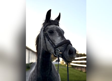 Kuc walijski sekcji B, Wałach, 5 lat, 145 cm