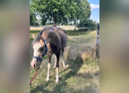 Kuc walijski sekcji B, Wałach, 6 lat, 130 cm, Jelenia