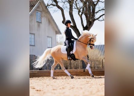 Kuc walijski sekcji B, Wałach, 6 lat, 134 cm, Izabelowata