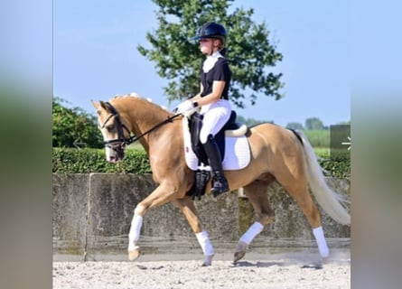 Kuc walijski sekcji B, Wałach, 6 lat, 136 cm, Izabelowata
