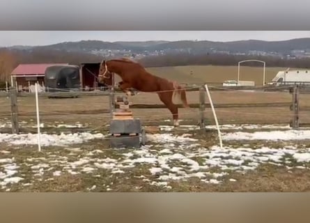 Kuc walijski sekcji B, Wałach, 7 lat, 127 cm, Kasztanowata