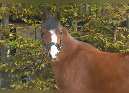 Kuc walijski sekcji B, Wałach, 15 lat, 138 cm, Gniada