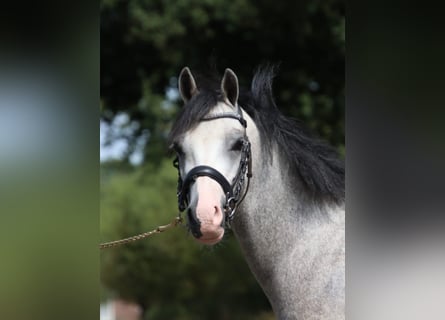 Kuc walijski sekcji B, Wałach, 4 lat, 125 cm, Siwa