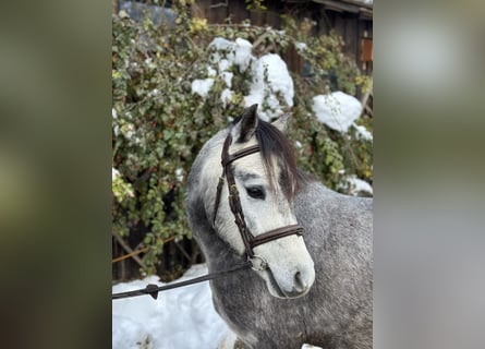 Kuc walijski sekcji B, Wałach, 4 lat, 130 cm, Siwa