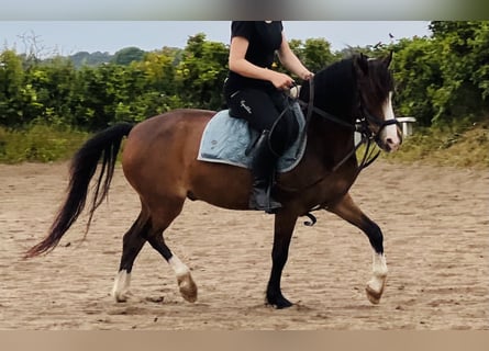 Kuc walijski sekcji B, Wałach, 7 lat, 133 cm, Gniada