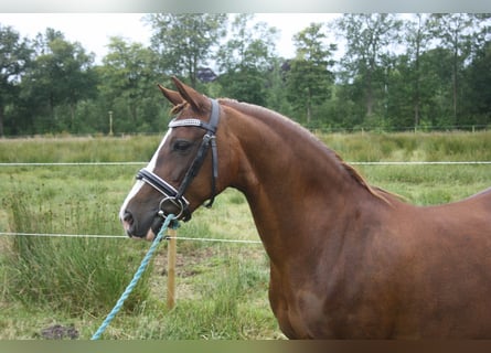 Kuc walijski sekcji C, Klacz, 14 lat, 128 cm, Kasztanowata