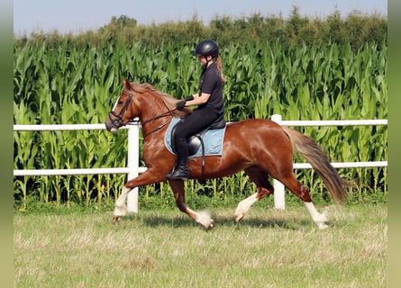 Kuc walijski sekcji C, Klacz, 3 lat, 140 cm, Kasztanowata