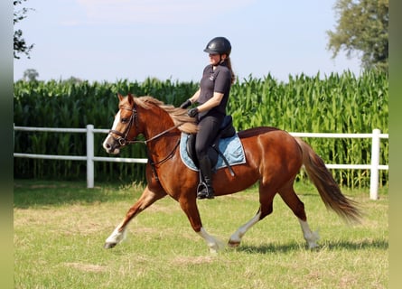 Kuc walijski sekcji C, Klacz, 3 lat, 140 cm, Kasztanowata