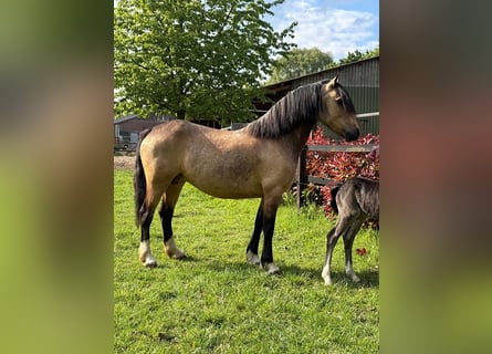 Kuc walijski sekcji C, Klacz, 4 lat, 132 cm, Bułana
