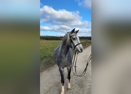 Kuc walijski sekcji C, Klacz, 5 lat, 135 cm, Siwa