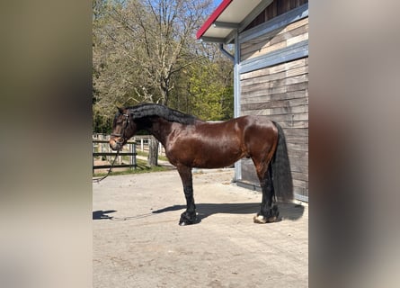 Kuc walijski sekcji C, Wałach, 10 lat, 148 cm, Ciemnogniada