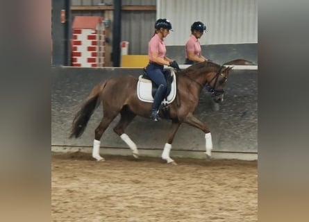 Kuc walijski sekcji D, Klacz, 10 lat, 144 cm, Kasztanowata