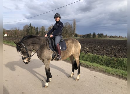 Kuc walijski sekcji D, Klacz, 15 lat, 149 cm, Bułana