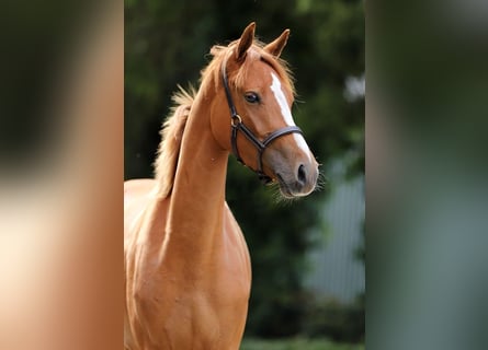Kuc walijski sekcji D, Klacz, 3 lat, 146 cm, Kasztanowata
