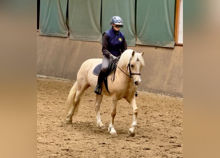 Kuc walijski sekcji D, Klacz, 5 lat, 147 cm, Izabelowata