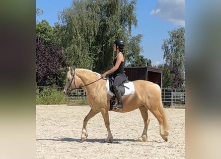 Kuc walijski sekcji D, Klacz, 5 lat, 147 cm, Izabelowata