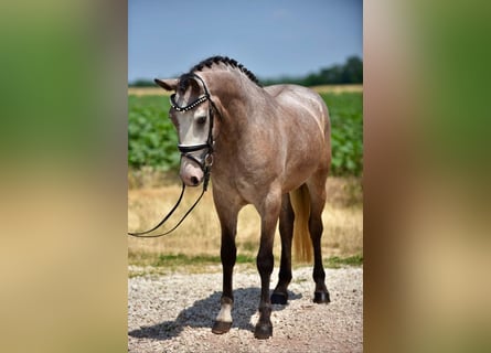 Kuc walijski sekcji D, Klacz, 5 lat, 148 cm, Gniadodereszowata