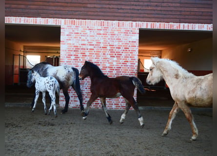 Kuc walijski sekcji D, Wałach, 1 Rok, 155 cm, Gniada