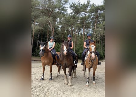 Kuc walijski sekcji D Mix, Wałach, 7 lat, 146 cm, Ciemnokasztanowata