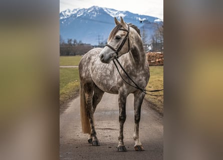 Kuc walijski sekcji D, Wałach, 4 lat, 148 cm, Siwa jabłkowita