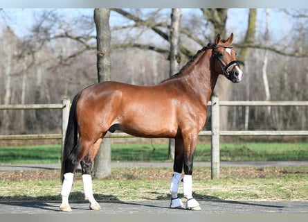 Kuc walijski sekcji D, Wałach, 6 lat, 148 cm, Ciemnogniada