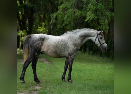 Kuc walijski sekcji D, Wałach, 8 lat, 142 cm, Siwa