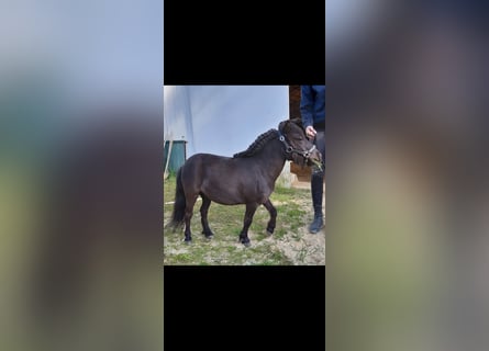 Kuce szetlandzkie, Klacz, 10 lat, 75 cm, Kara