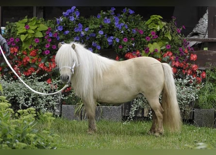 Kuce szetlandzkie, Klacz, 12 lat, 80 cm, Izabelowata